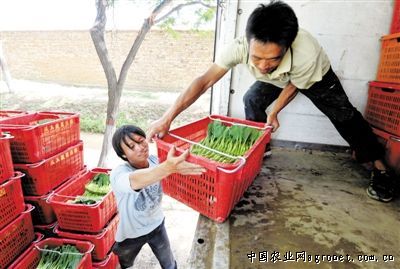 北京抗黄头西红柿种子