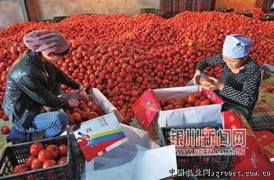 北京新发地香菜价格