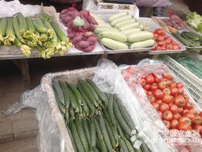 帝沃系列菠菜价格行情