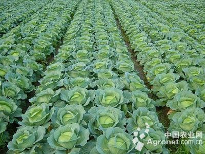 潍县青萝卜种植技术