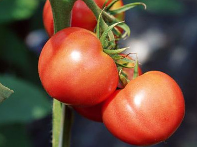 硬粉西红柿品种哪个好
