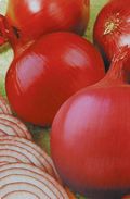 供应红美丽F1—圆葱种子