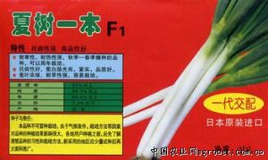 供应夏树一本F1—葱种子