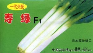 供应寿绿F1—葱种子