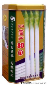 供应抗风高产80白--大葱种子