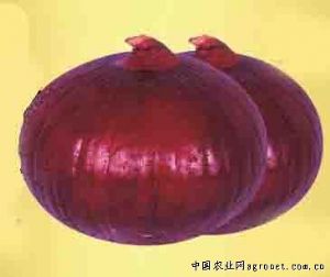 供应紫王星—洋葱种子