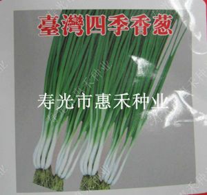 供应台湾四季—葱种子